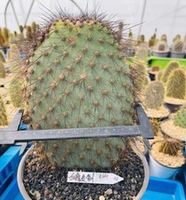 opuntia galapageia var. galapageia WYSIWYG autoradicata