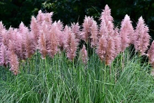200 Ornamental PINK PAMPAS GRASS Cortaderia Selloana Rosea Seeds