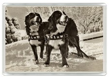 BERNESE MOUNTAIN DOGS DOG FRIDGE MAGNET GREAT GIFT