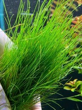 3x Dwarf Hair Grass Eleocharis Parvula Live Aquarium Plants Carpeting Fish