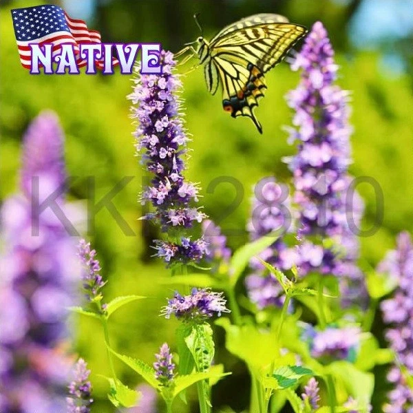 Anís Hisopo Planta Viva Agastache Perenne Foenículo Sabor Regaliz Nativo Foto 2 de 4