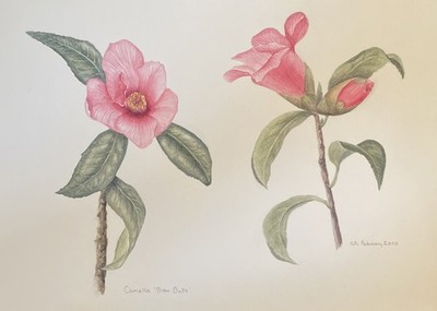 CHRISTINE RUTTER Original Zeichnung Botanische Studie rosa Blumen signiert 2000