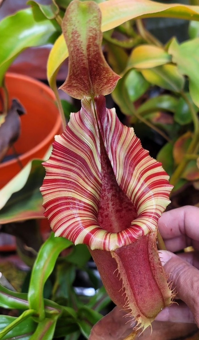 Nepenthes Veitchii x (Lowii x Truncata Giant) EP Rooted Cutting | eBay
