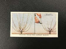 1938 Wills's Garden Hints #35 Pruning Young Red Currant Bushes