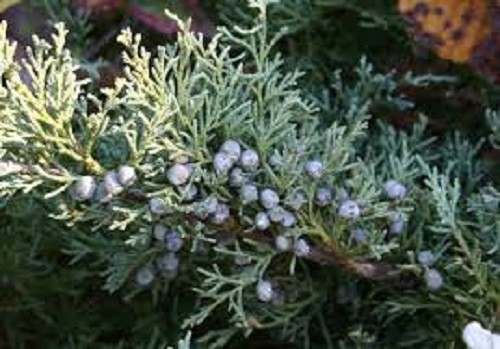 30 ml Juniper Leaf Essential Oil 100% Pure&Natural Undiluted. 5-10%off!