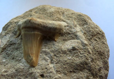 GRANDE DENTE FOSSILE DI SQUALO MEGALODON NELLA MATRICE. MAROCCO