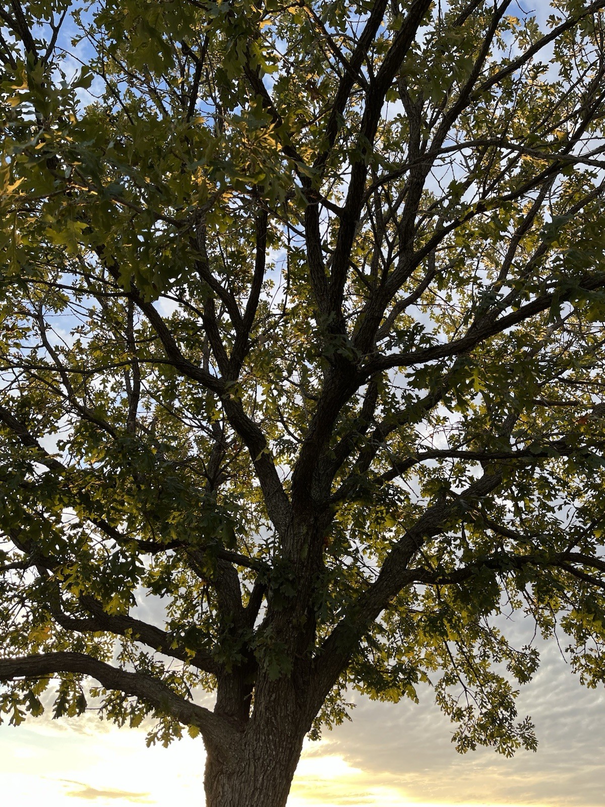 Bur Oak Acorns for Crafts