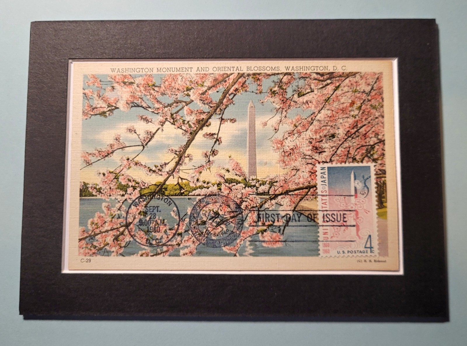 CHERRY BLOSSOMS - WASHINGTON, DC - VINTAGE POSTCARD + STAMP - MOUNTED IN 5x7 MAT