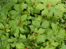 3 Goldenseal roots for planting ~Woodland Gardens ~Winter Hardy ~live bare root