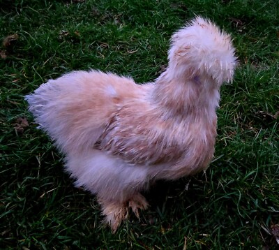 1 Doz+  Porcelain / Millie Fleur  Satin / Silkie Hatching Eggs