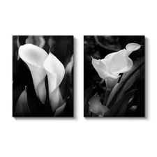 Calla Lily Flower Wall Art: Lilies on Black Background Photographic Print on ...