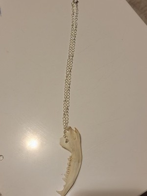 Handcrafted Bone Animal Jaw Amulet Pendant Necklace Silver Cable Chain Unisex