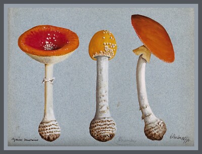 13504.Wall Decor Poster.Room Interior home design.Mushroom.Kitchen.Chef.Cook