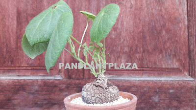 2 BULBS STEPHANIA SUBEROSA BLUME SPRENG PLANT RARE CAUDEX SUCCULENT BONSAI  | eBay