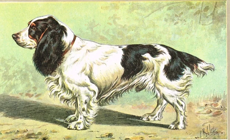 Field Spaniel - antiker Hunderasse Druck um 1900 | Vintage English Hound - Bild 3 von 4