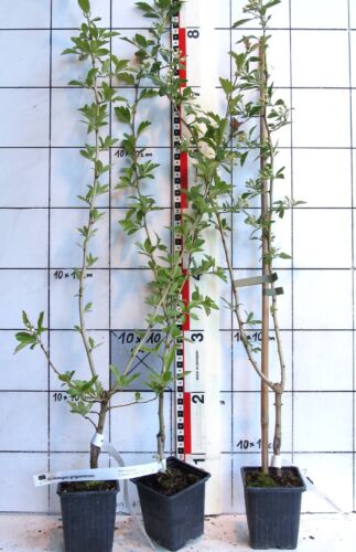 Crataegus x grignoniensis - aubépine rare - hybride, plante raffinée - - Photo 1/1