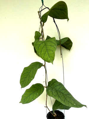 Hoya  meredithii 10-20 inches well rooted.