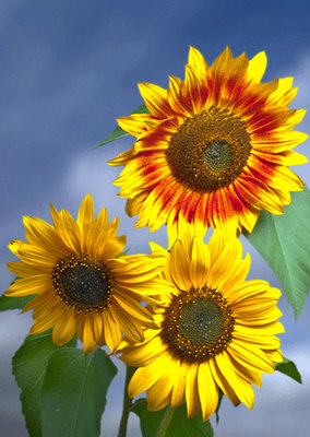 SUNFLOWERS 3D Lenticular Postcard Greeting Card