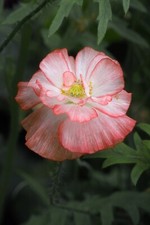 100+ Seeds Shirley Poppy Double Mixed Flower  -Seed Pack