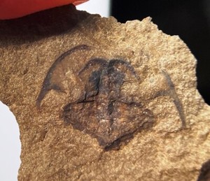 Weird 1.4 cm fossil horseshoe crab - Euproops - Mazon Creek - both sides - IL