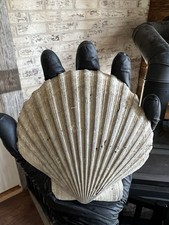 Large Scallop FOSSIL CHESAPECTEN 5" Seashell Megalodon Era Fossil Ancient Decor