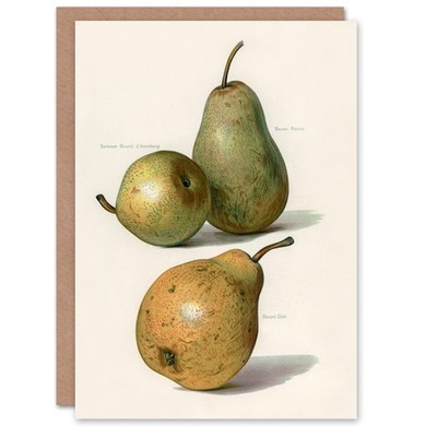 John Wright Art Card Vintage Illustration of Pear Varieties