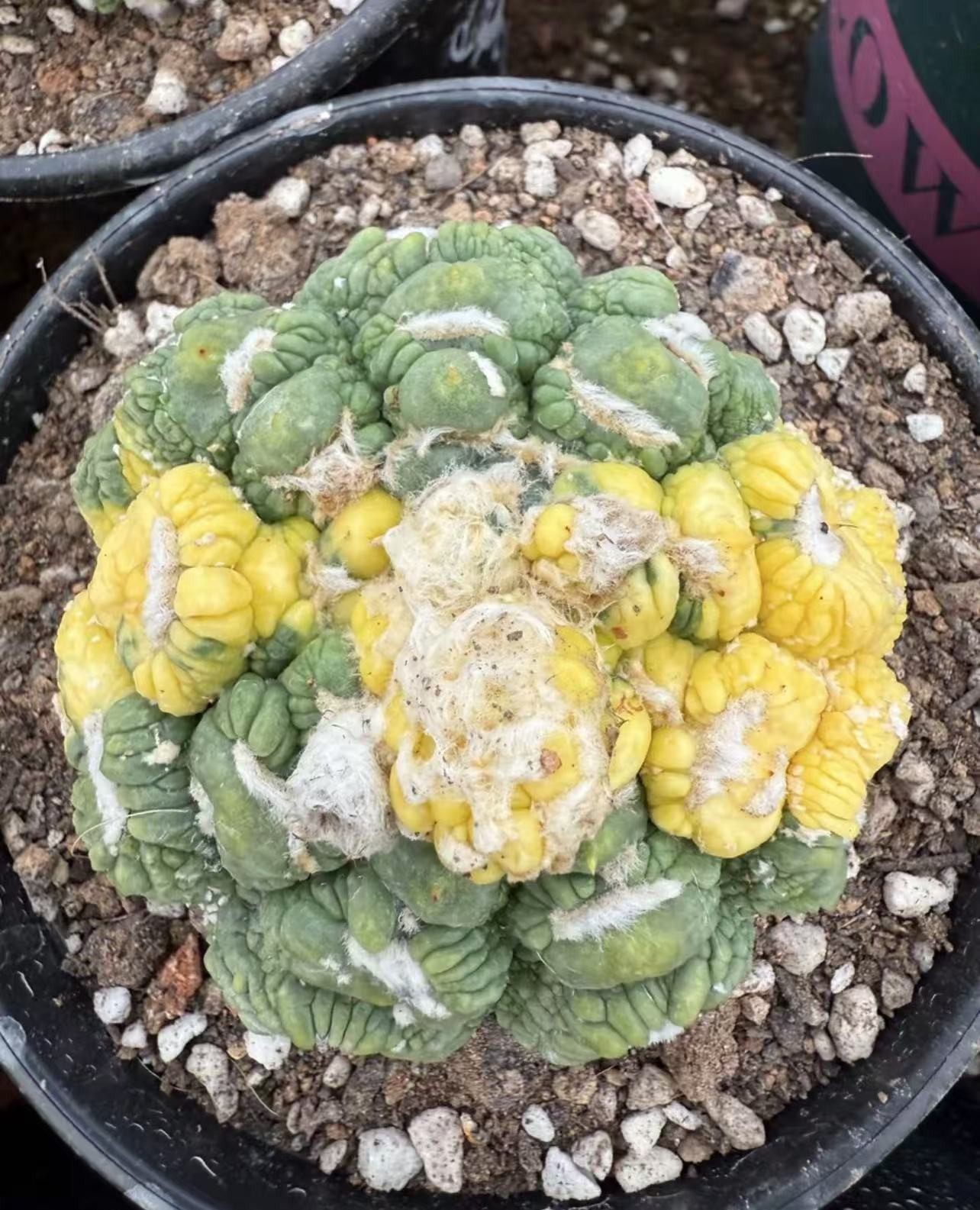 Astrophytum Wukong Douxiu Huajin, with unique colors Mutated sphere brocade