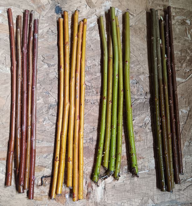 Boutures de saule osier 30cm pour vannerie lot de 20 brins jaune marron vert rouge