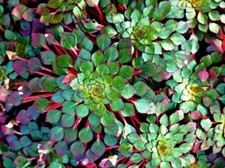 Mosaic Plant  Ludwigia Sedioides 2 plants- Easy Live Aquarium Pond Aquatic
