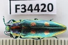 F34420. Insects, Buprestidae sp. Vietnam North. 1900m. Nice!!!!!!