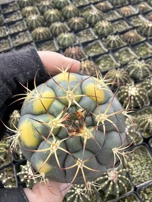 Gymnocalycium Pflanzii Albipulpa variegated Succulent Cactus Plant seedgrowth