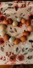 5 Rainbow Hatching Eggs