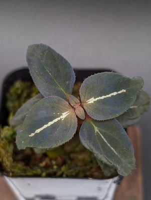 #ad #ad Sonerila sp. northern lights non exact $50.00