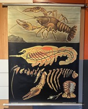 Schulwandkarte Rollbild | Flußkrebs | Hagemann | 1957 / 1972 | Vintage