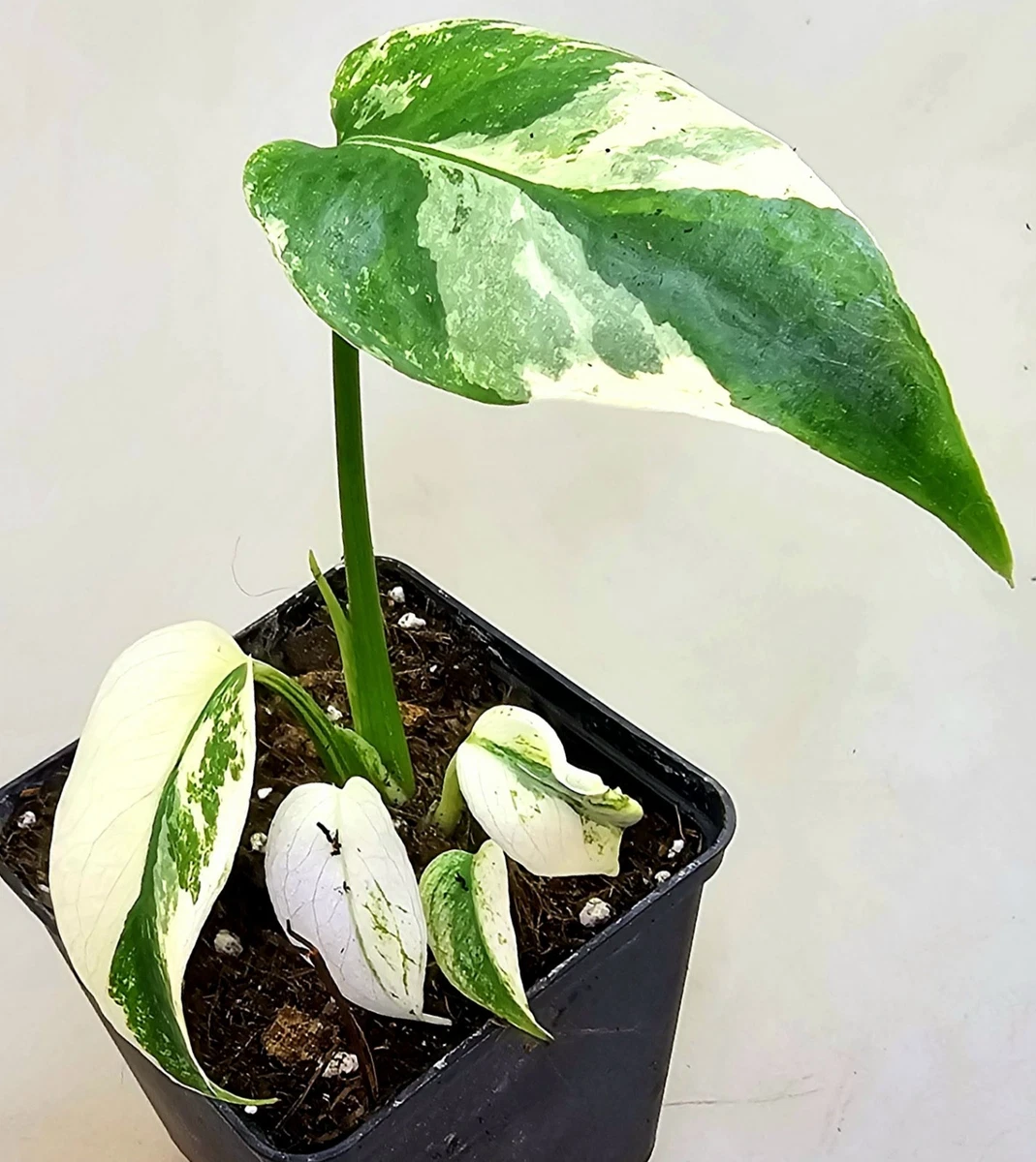 philodendron black cardinal variegata Philodendron Black Cardinal No.1 Variegated