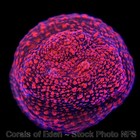 Corals of Eden ~  WYSIWYG Live Coral Frag ~ Pomegranate Chalice Coral — photo 7