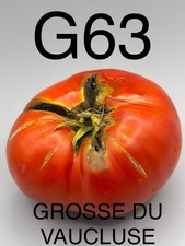 graine / seed tomate taille grosse variété GROSSE DU VAUCLUSE