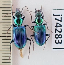 j74283. Insects, Carabidae sp. Vietnam, Nghe An