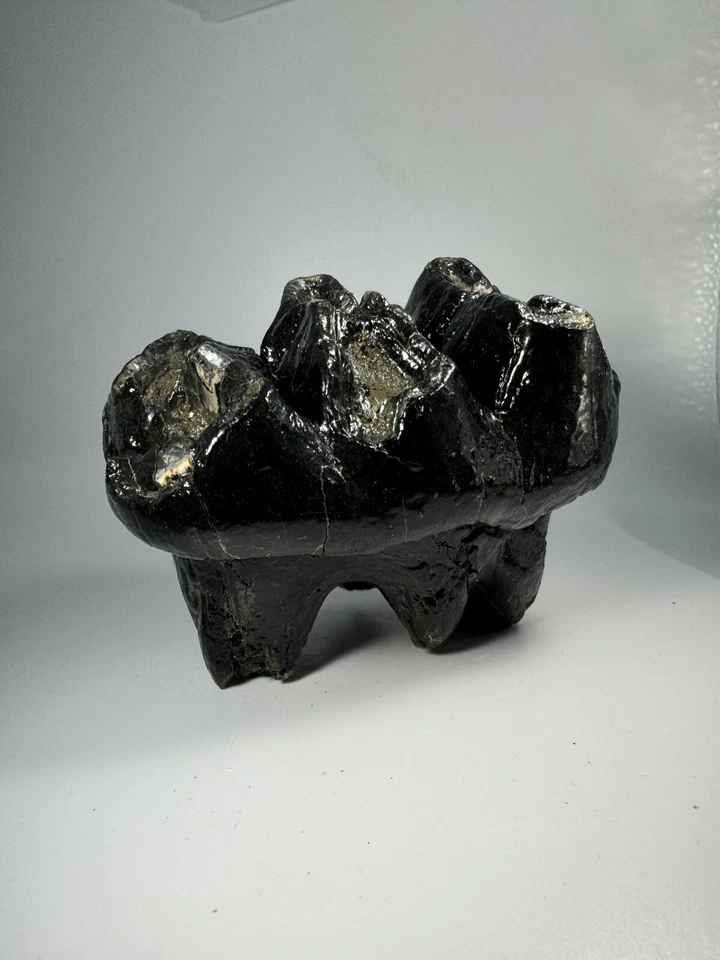 Georgia Mastodon Fossil Tooth/Molar With Partial Root Mammal Fossil Not Mammoth - Image 3 of 4