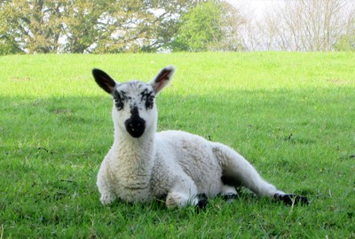 Photo 6x4 I  am  watching  you Pateley Bridge A lamb sat in a field above c2016