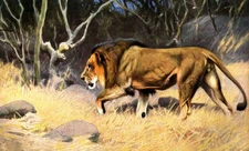oil painting on canvas "A maned male lion stalking through savannah grass "
