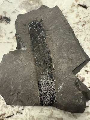 6  Very Well Preserved Carbonized/pyritized Calamite Slab. Very Well Preserved!