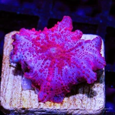 Stripper Lips Mushroom - Live Coral Frag