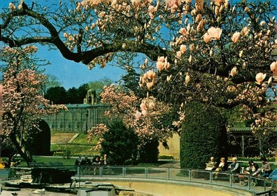 Stuttgart-Bad Cannstatt Magnolienblüte Wilhelma Metz 641 Z 57 Postcard