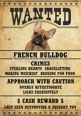 black and tan wirehaired dachshund