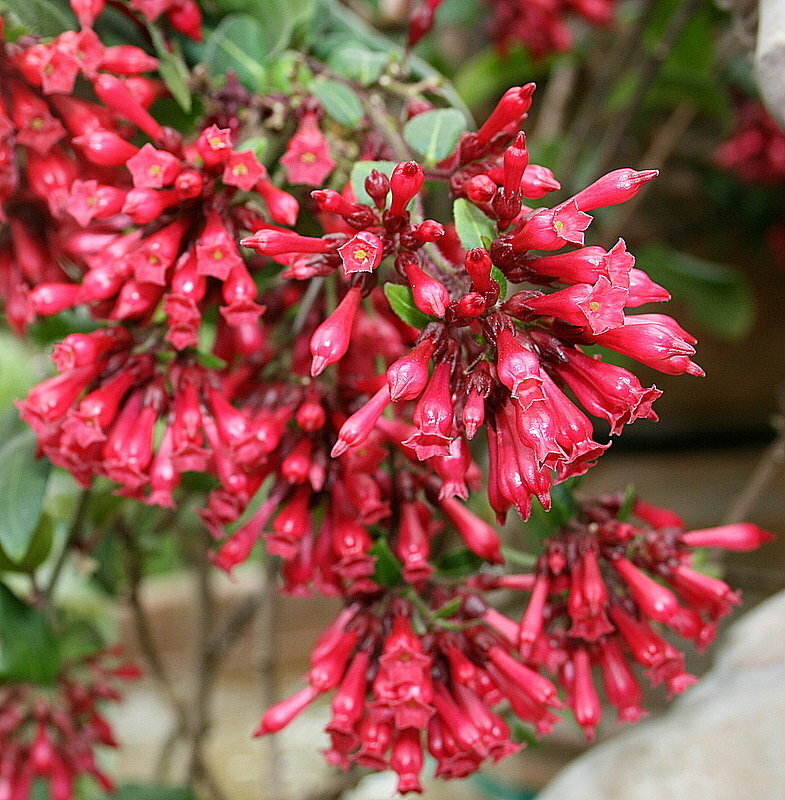 buddha belly plant Jatropha Podagrica (Buddha Belly) main image 0