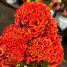 Bright Orange Brain Celosia - 50 semi - 4 piedi di altezza - pettine S/H