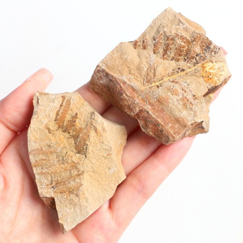 1pc 4-6cm Natural Fern Leaves Fossil Plant Leaf Stone Branch Specimen Devonian - Picture 3 of 10