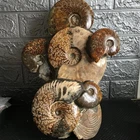 6.11kg natural polished Stone Carving Home Decorations  Specimen Shell Healing