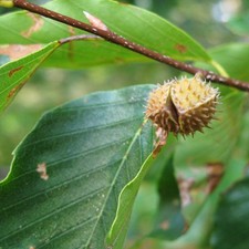 American Beech Tree - Native Shade Tree, Smooth Gray Bark, Potted, Zones 3-9